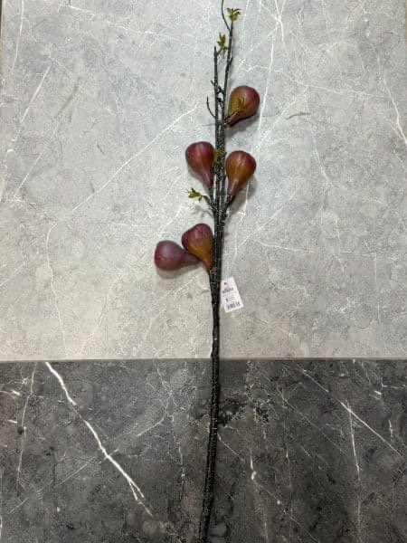 ‏ عروق تين