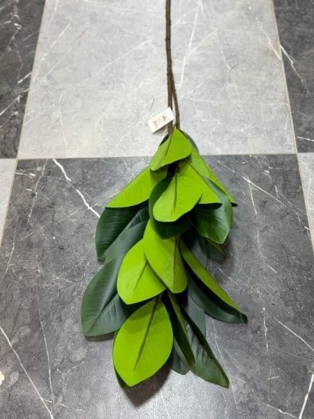 عروق خضار